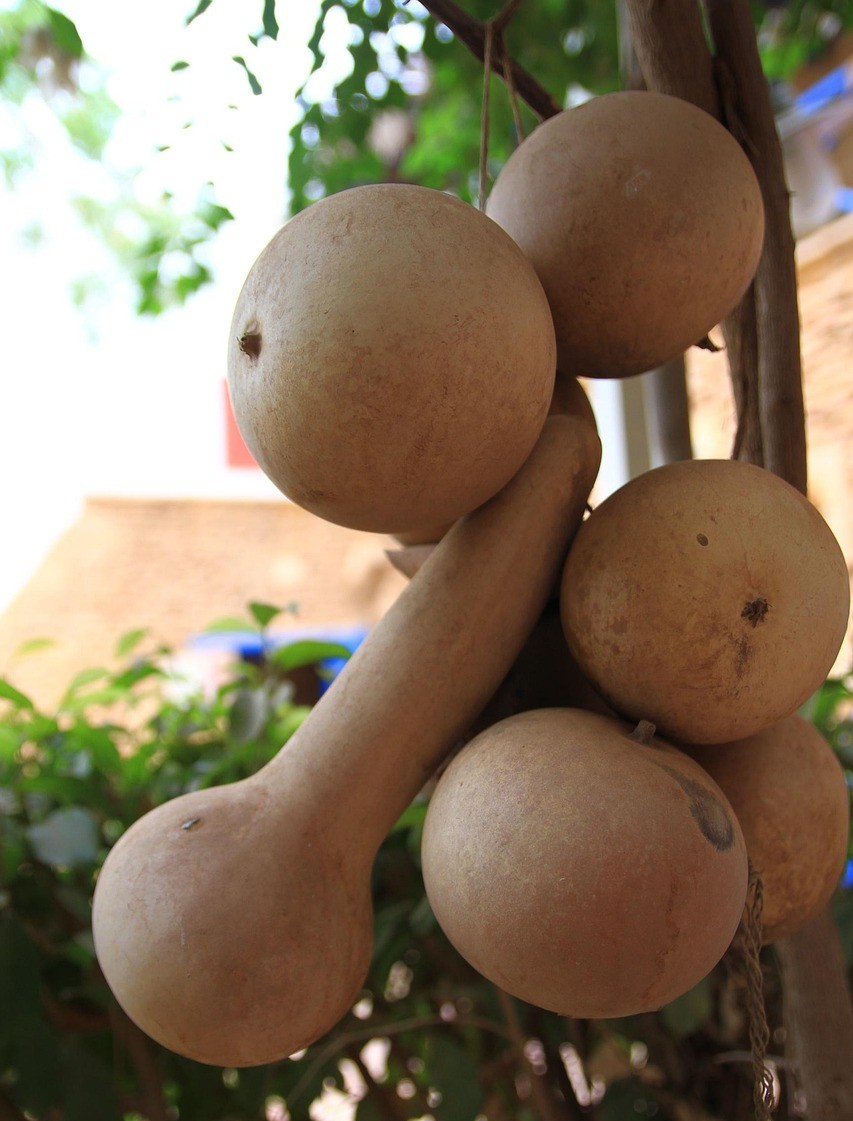 calabash